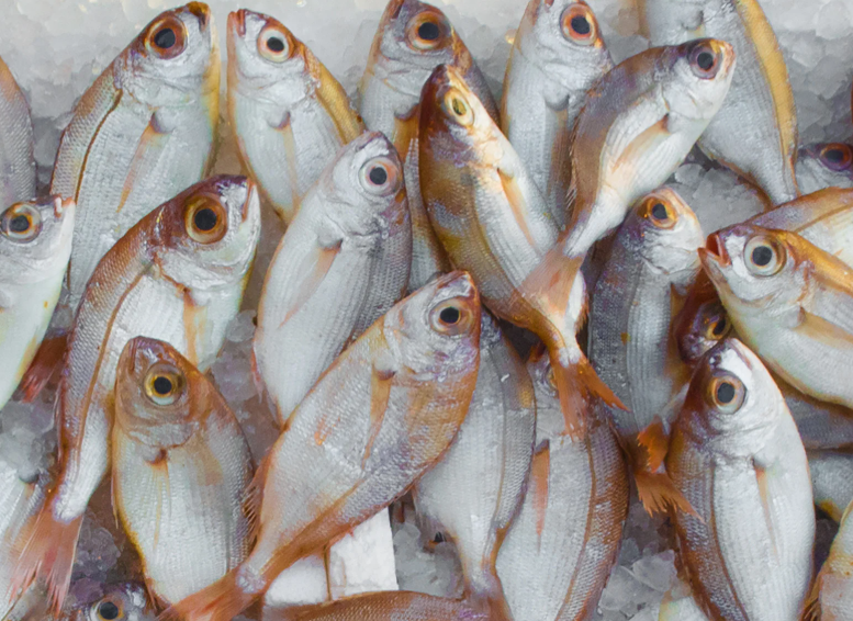 Fresh fish range