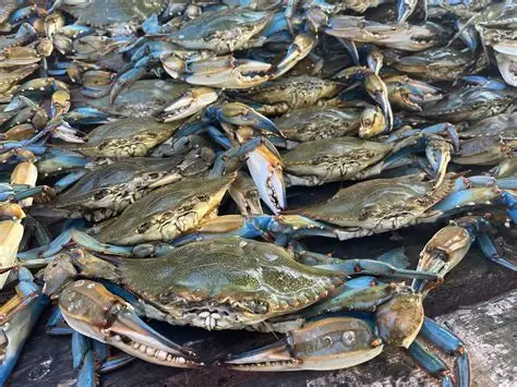 Live crabs