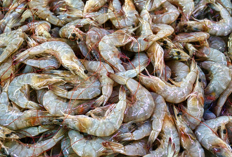 Prawn range