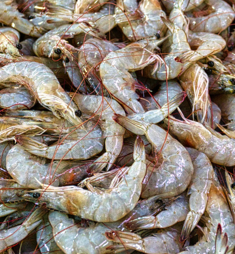 Vannamei prawns