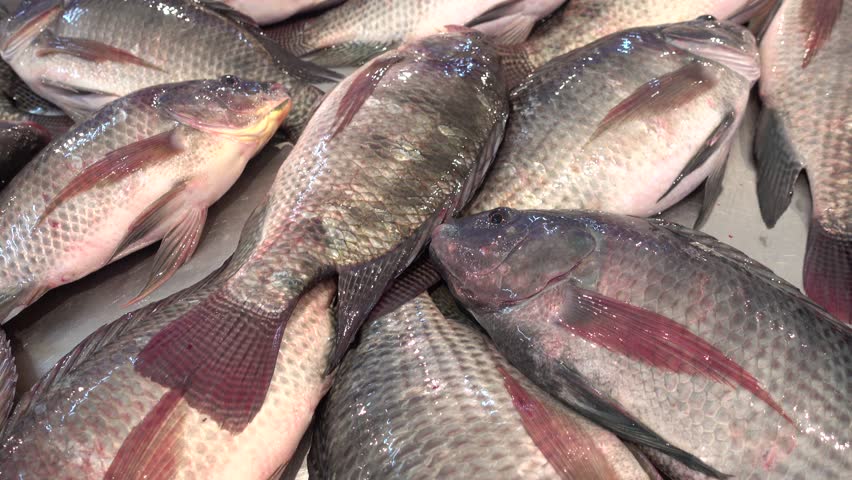 Whole round fish